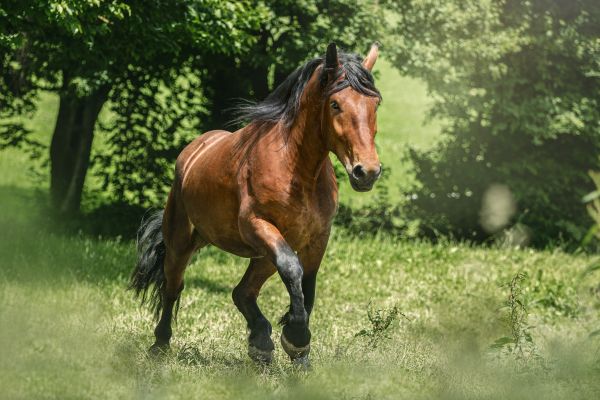 Vitamine für ein gesundes Fell - Mühldorfer